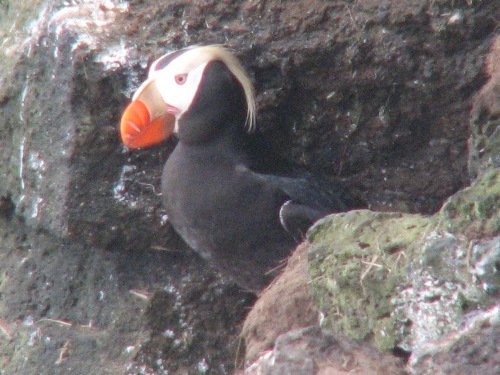 Tufted Puffin, Pribilofs