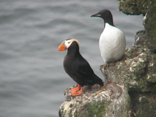 Tufted Puffin, Pribilofs