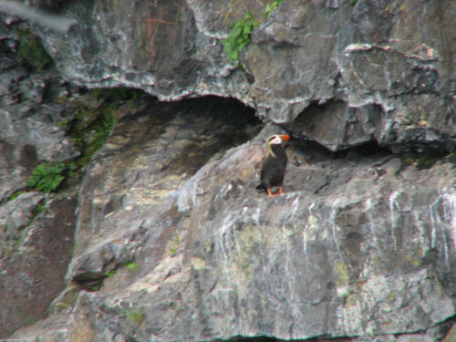 Tufted Puffin