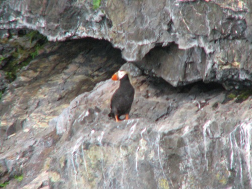 Tufted Puffin