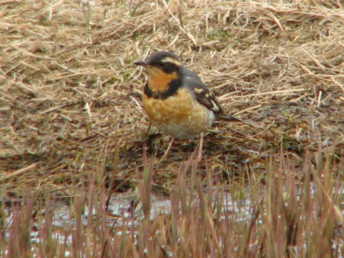 Varied Thrush, Barrow