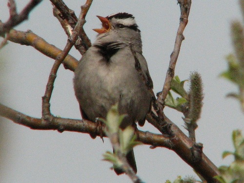 White-crowned Sparrow