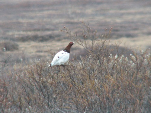 Willow Ptarmigan