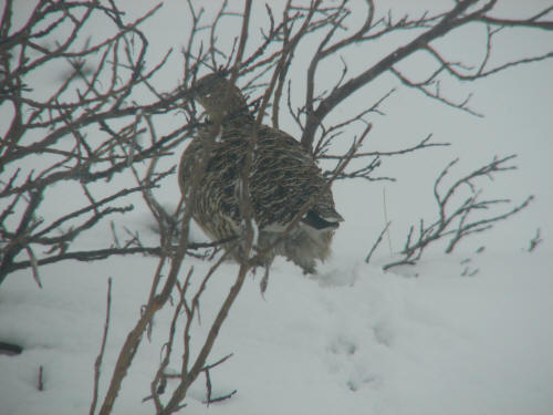 Willow Ptarmigan , Nome