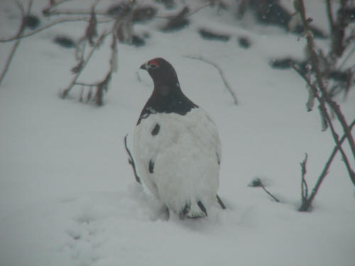 Willow Ptarmigan , Nome