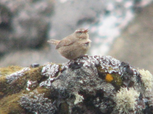 Winter Wren, Pribilofs