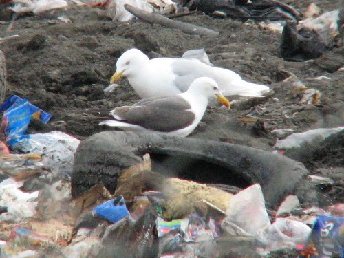 Lesser Black-backed Gull, Barrow