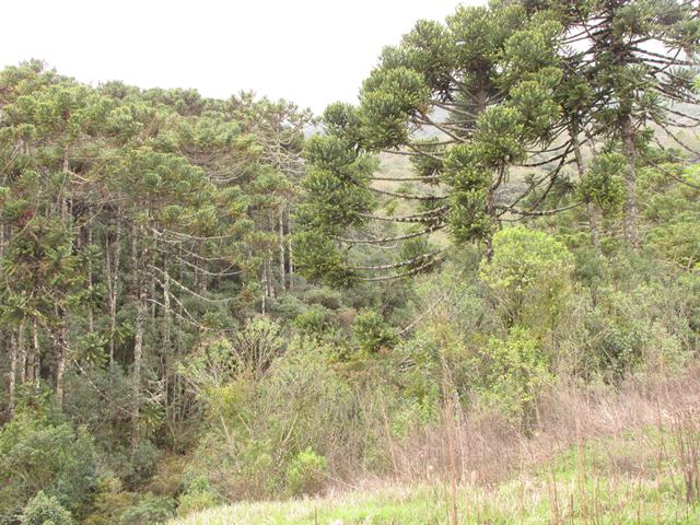 Agulhas Negras Road