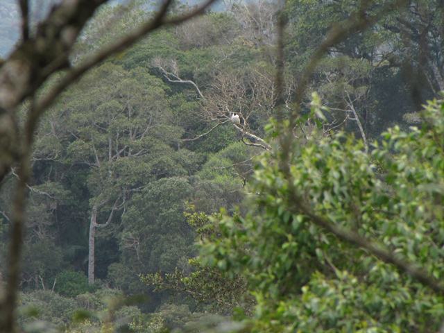 Bare-throated Bellbird