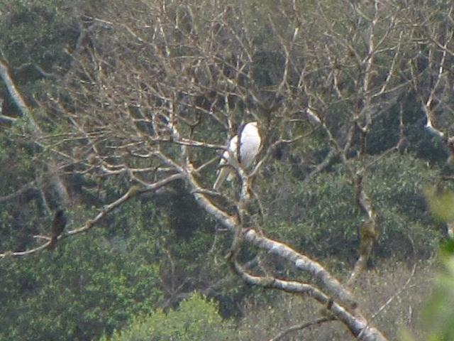 Bare-throated Bellbird