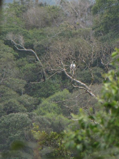 Bare-throated Bellbird