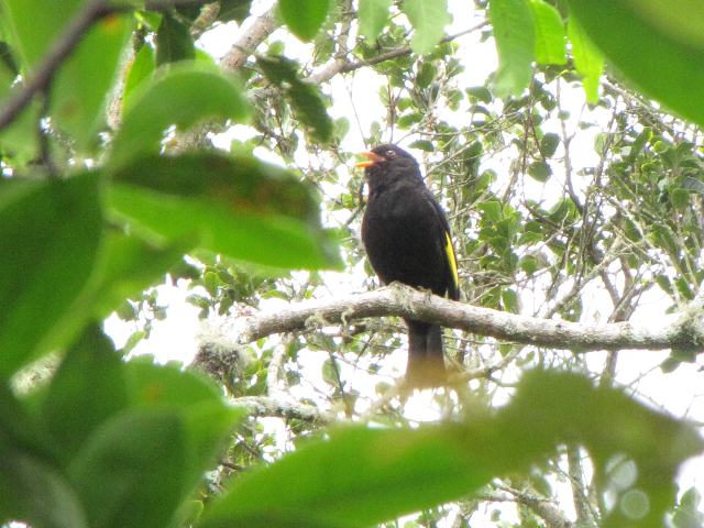 Black-and-gold Cotinga