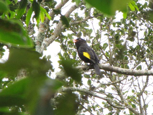 Black-and-gold Cotinga