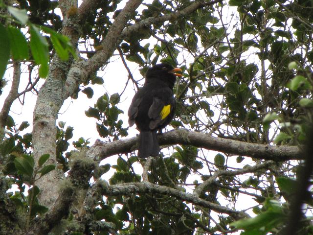 Black-and-gold Cotinga