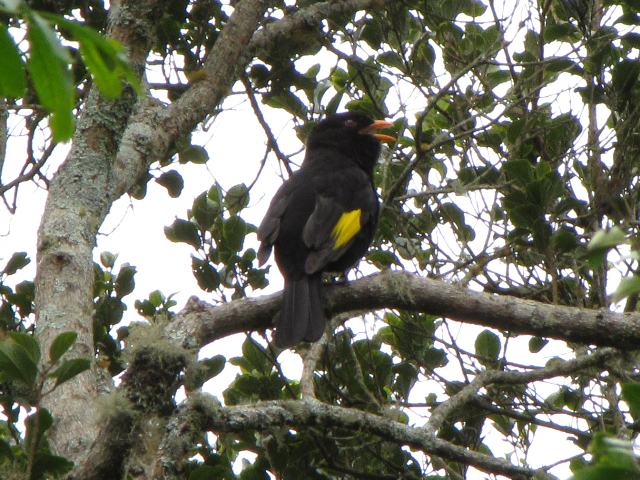 Black-and-gold Cotinga