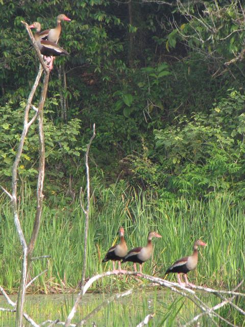 Black-bellied Whistling Ducks