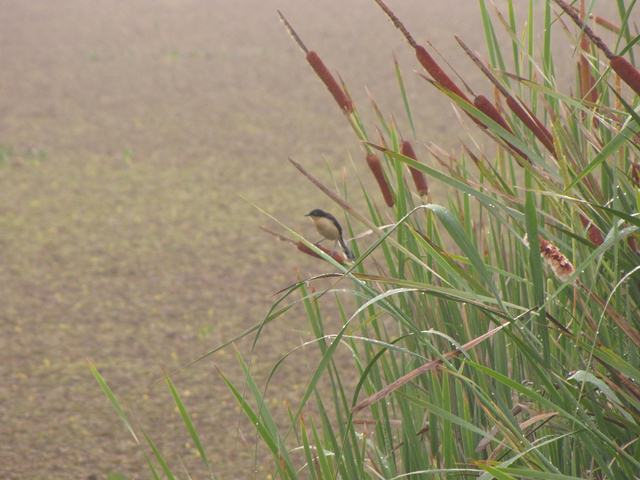 Black-capped Donacobius