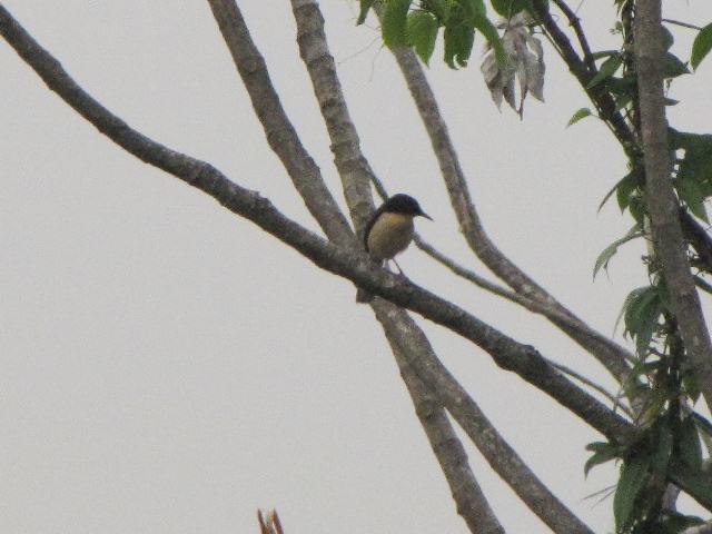 Black-capped Donacobius