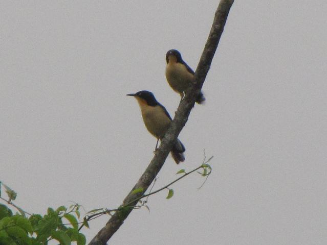 Black-capped Donacobius