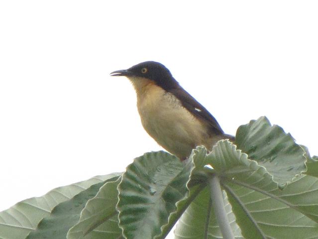 Black-capped Donacobius