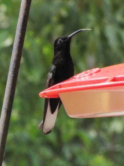 Black Jacobin