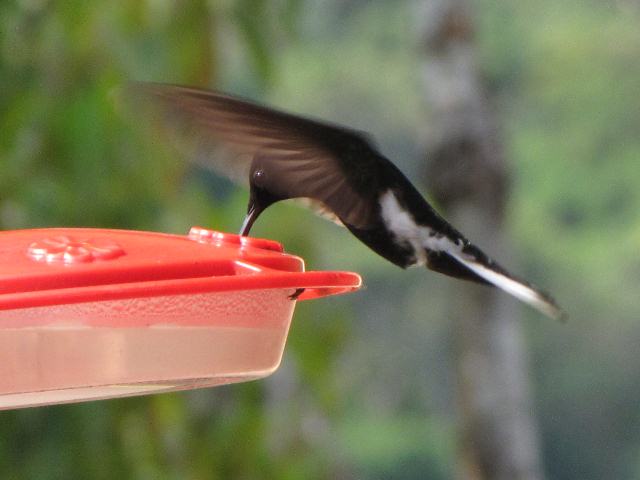 Black Jacobin