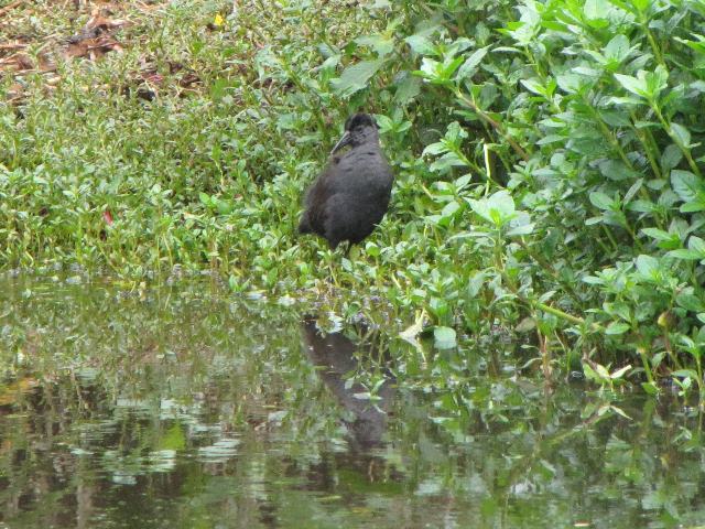 Blackish Rail