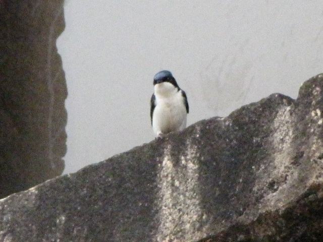 Blue-and-white Swallow