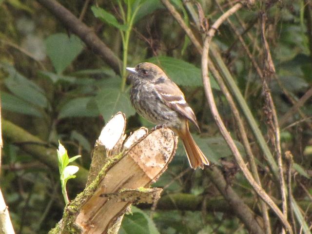 Blue-billed Black-Tyrant