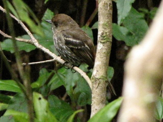 Blue-billed Black-Tyrant