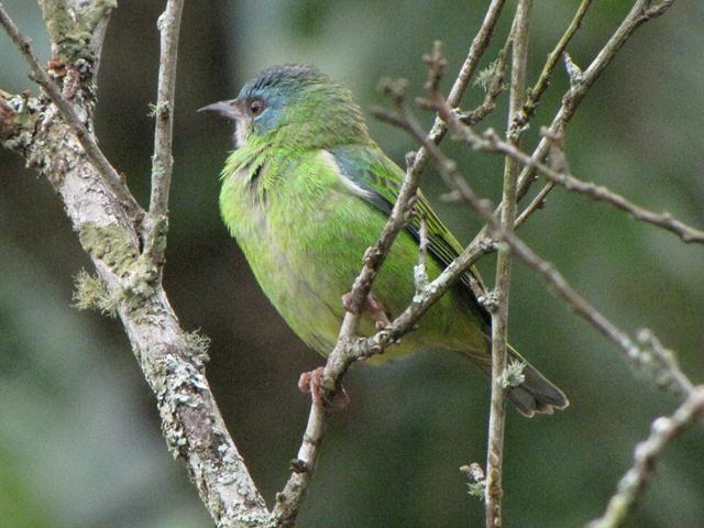 Blue Dacnis