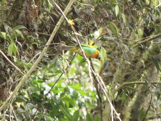 Brassy-breasted Tanager