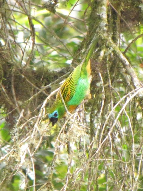 Brassy-breasted Tanager