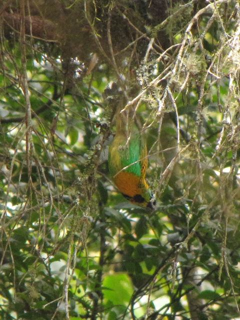 Brassy-breasted Tanager