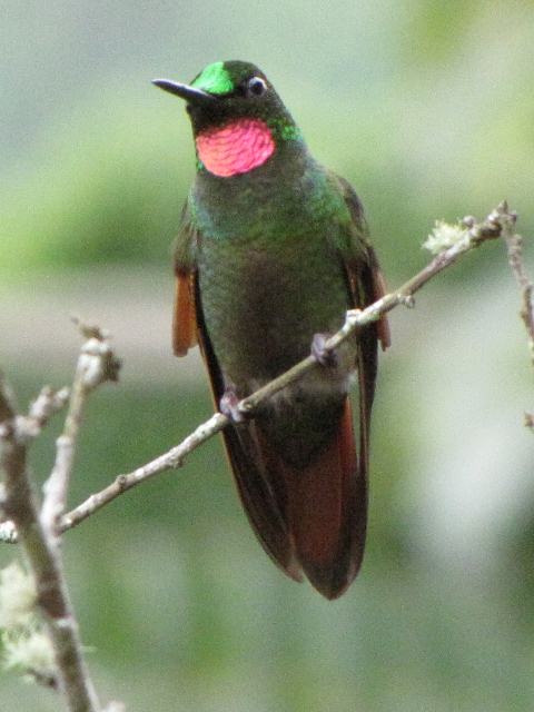 Brazilian Ruby