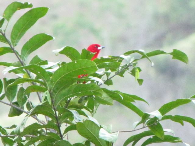 Brazilian Tanager