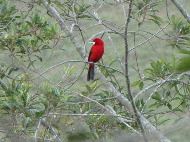 Brazilian Tanager