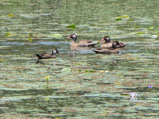 Brazilian Teal