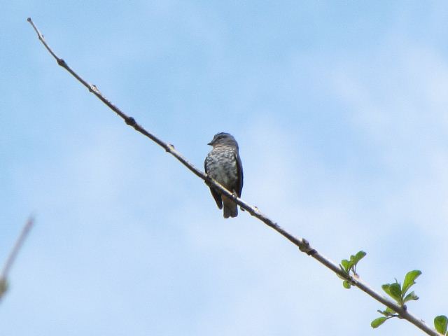 Buff-throated Purpletuft