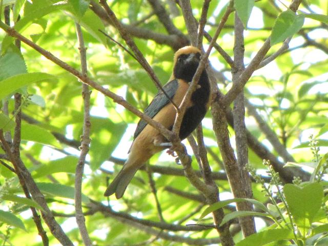 Burnished-buff Tanager