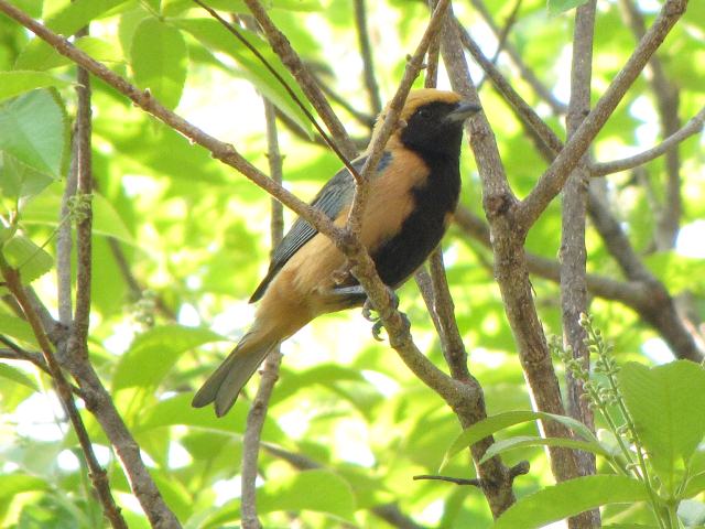 Burnished-buff Tanager