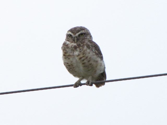 Burrowing Owl