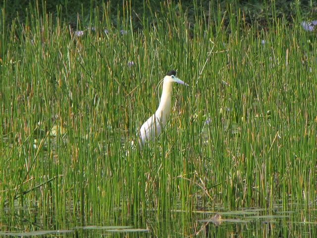 Capped Heron