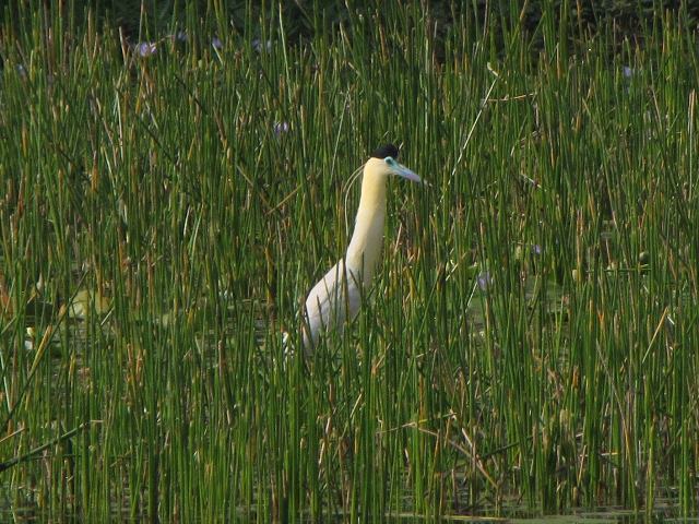 Capped Heron