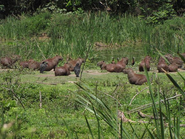 Capybaras