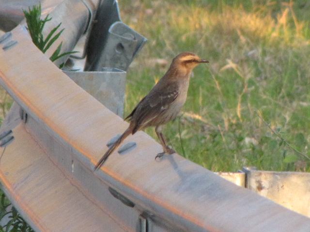 Chalk-browed Mockingbird