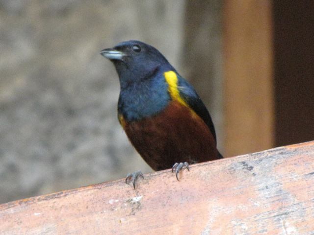 Chestnut-bellied Euphonia