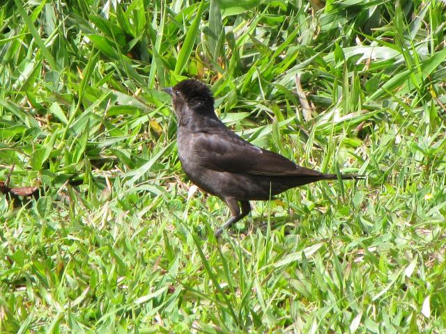 White-browed Blackbird