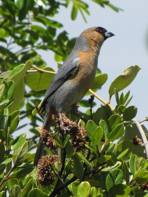 Cinnamon Tanager