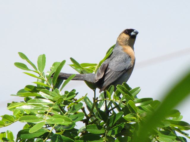 Cinnamon Tanager